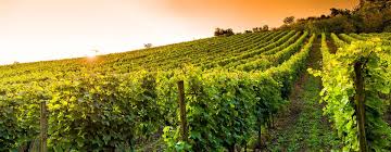 Domaine viticole: vignes