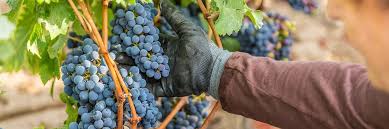 grappe de raisin